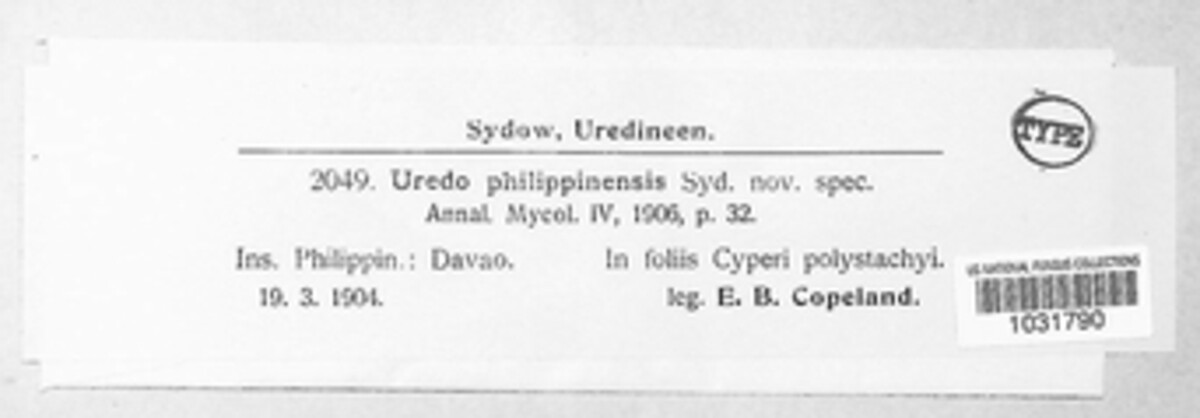 Uredo philippinensis image